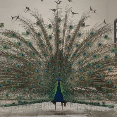 que viva el rey 🦚