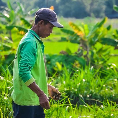 Rice farmer