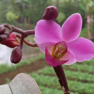 Anggrek