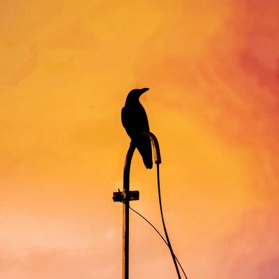 CROW < कौआ
