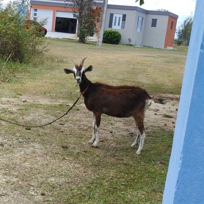 goat staring at me 