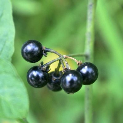 What do you call it in your language?
