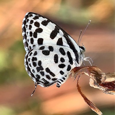 Kupu kupi Pierrot 