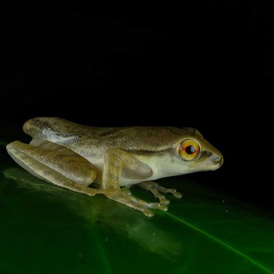 mobile macro photography (Western tree frog)