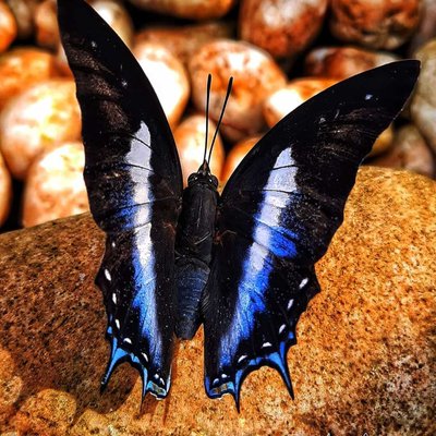 Polyura