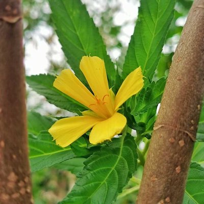 Turnera Ulmifolia 