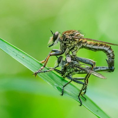 Philonicus albiceps