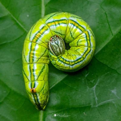 Chadisra bipars moth caterpillar 🐛