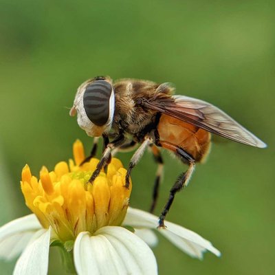 Palpada