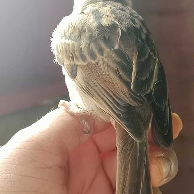 BURUNG GEREJA🐦