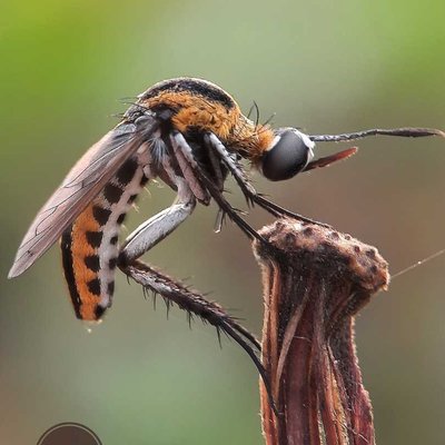 Toxophora