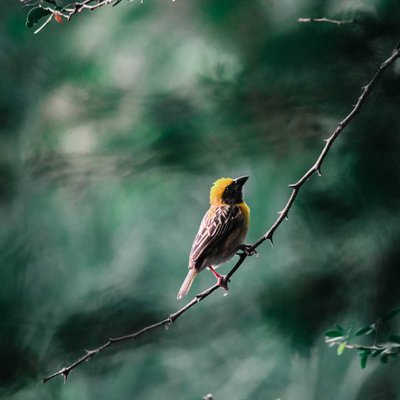 baya weaver ✨