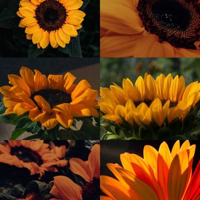 Sunflower 🌻