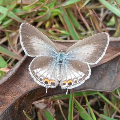 Cyaniris Semiargus