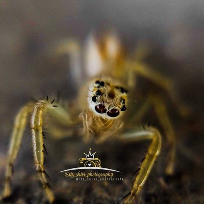Spider 🕷️
