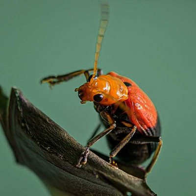Cucurbit leaf beetle