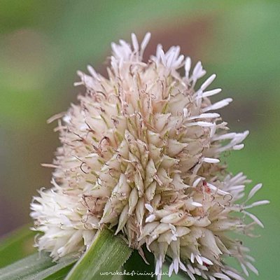 Macro Nature
