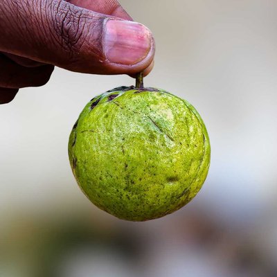 Guava
Photography 🍏