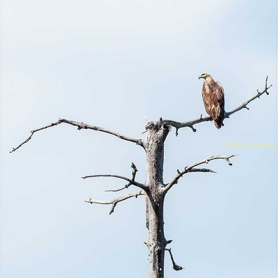 Haliaeetus Leucogaster | Elang Laut Dada Putih