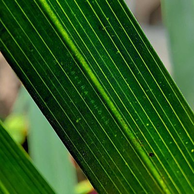 nature macro leaf 