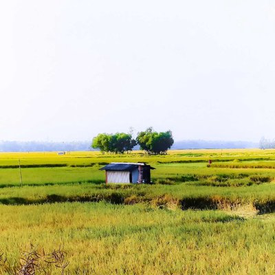 Rural Bengal 🌱