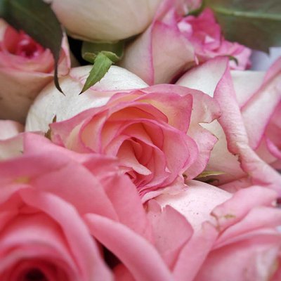 Pink Roses💐