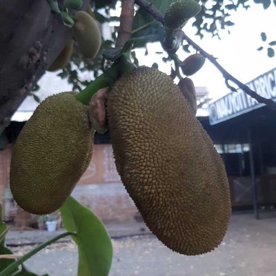 jackfruit  