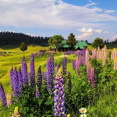 Gulmarg, Kashmir 📍