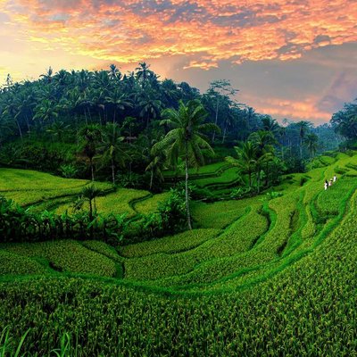 The Rice Terras