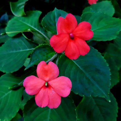 Orange Impatiens Walleriana flower