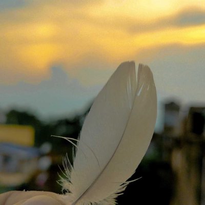Pigeon feather