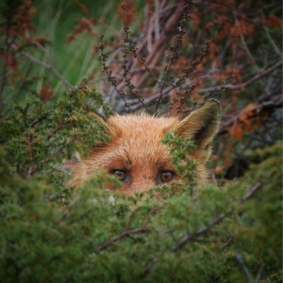 Fox 😊