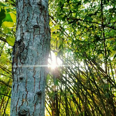 Neem Wood 📸 | (Azadirachta indica)