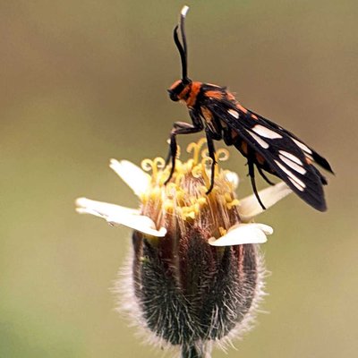 Amata huebneri