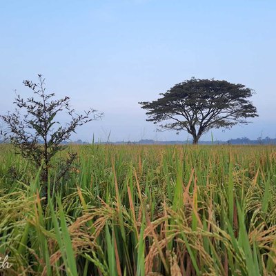 Pohon Jomblo di Tengah Sawah