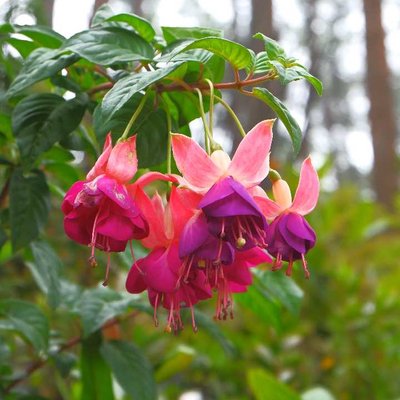 Fuchsia