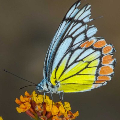 common Jezebel
