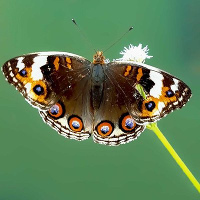 COMMON BUCKEYE 