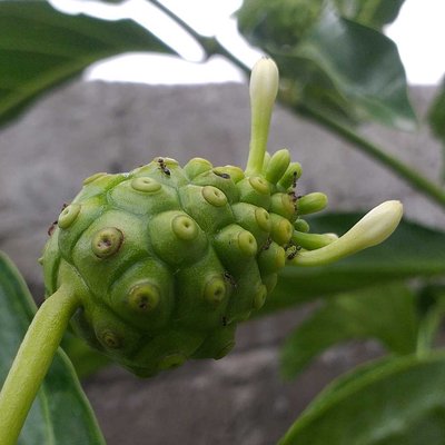 semut di buah pace