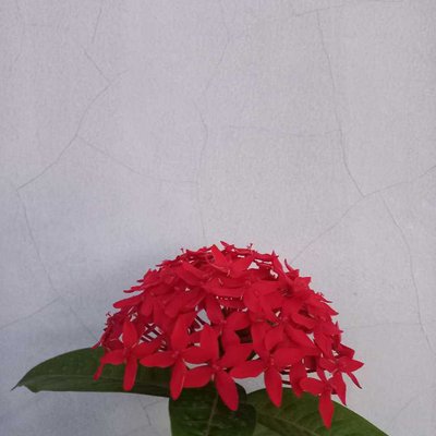 Jungle Geranium