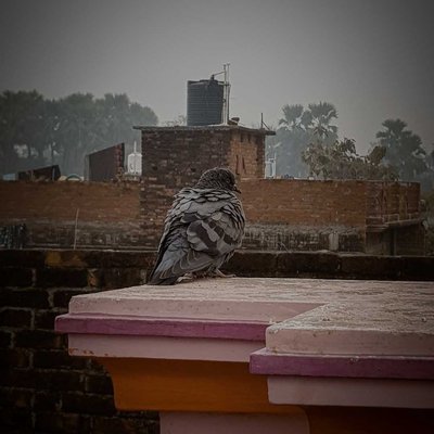 Pigeon 