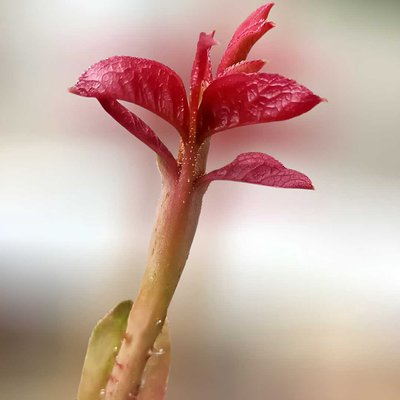 Daun Mawar