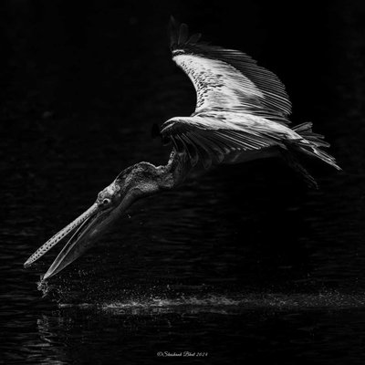 Pelican Scooping Water