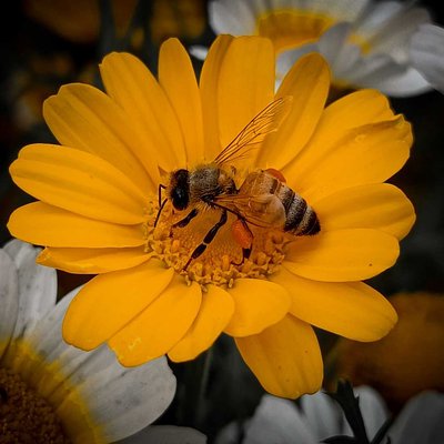 Bee.....