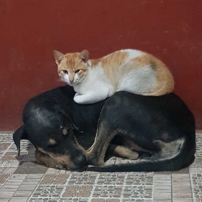 Cat and Dog