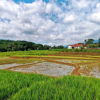 Sawah