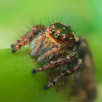 mobile macro photography