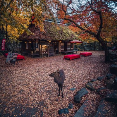 nara autumn vibes