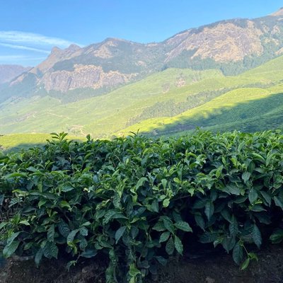 Tea Gardens of Munnar 