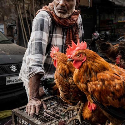 Roosters Market (Murgi Bazar, Bhopal) - Street Captures
